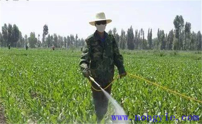 玉米除草劑使用技術要求
