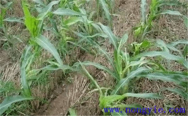 玉米除草劑藥害怎樣挽救