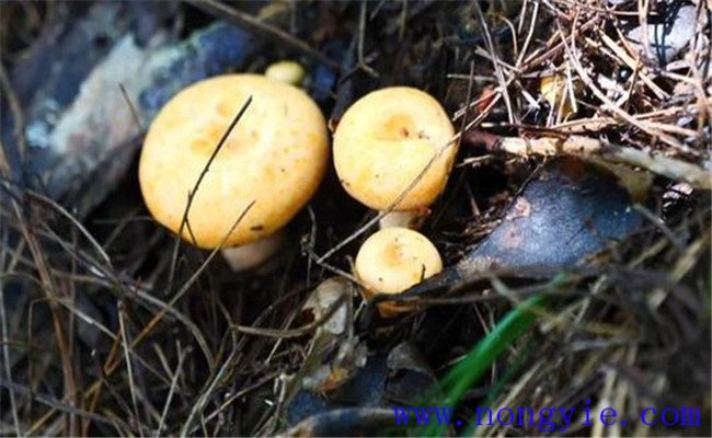 樅樹菌的生長的三個環境條件