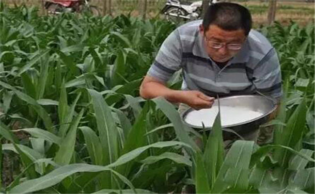 玉米施肥的關鍵技術