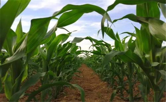 鮮食玉米地膜覆蓋栽培技術有哪些