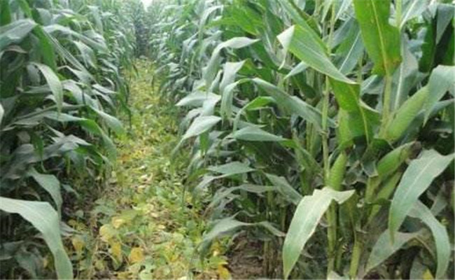玉米套種、間作技術的優缺點有哪些