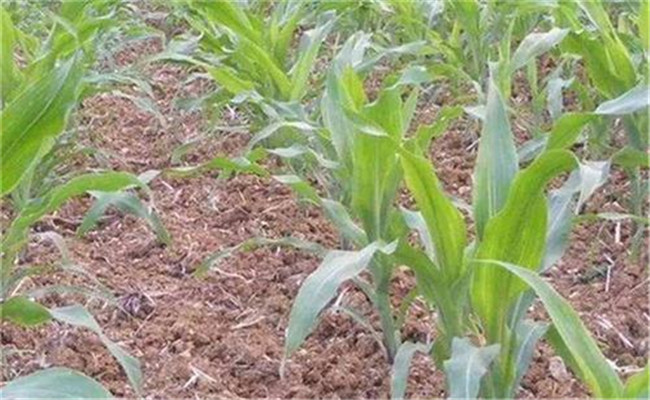 玉米高產田應具備怎樣的土壤條件