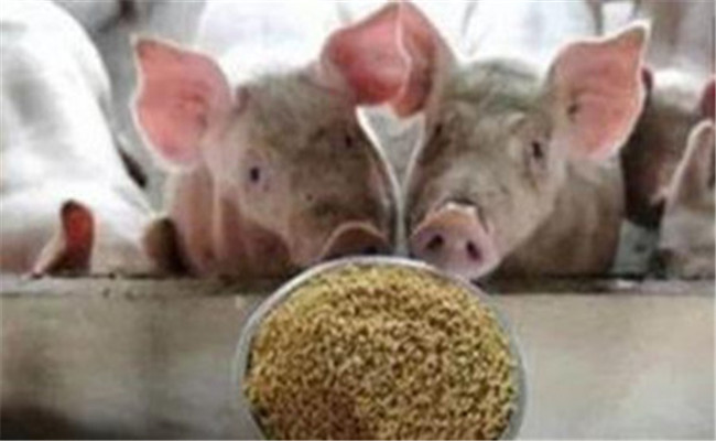 如何預防豬霉玉米中毒