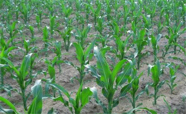 玉米不同生育時期對氮、磷、鉀的吸收