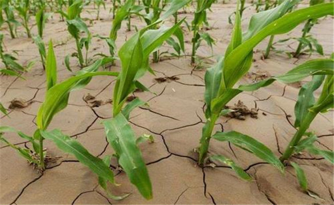 干旱對玉米生長發育有何影響