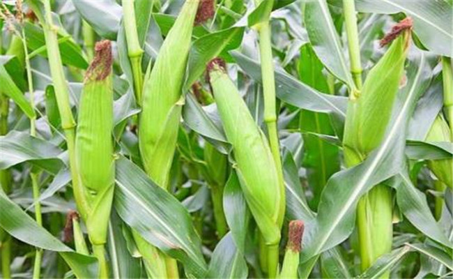 玉米籽粒成熟的三個時期及其成熟的標志