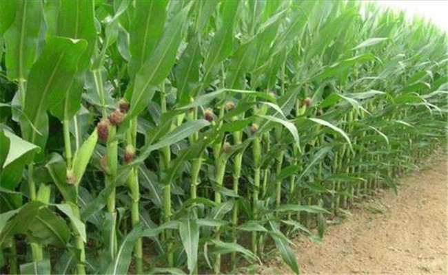 繁育玉米良種如何選擇隔離區和隔離方式