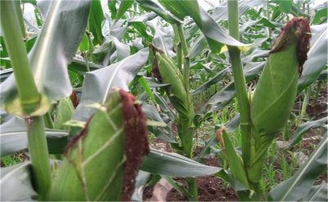 鮮食玉米高產栽培技術要點與方法