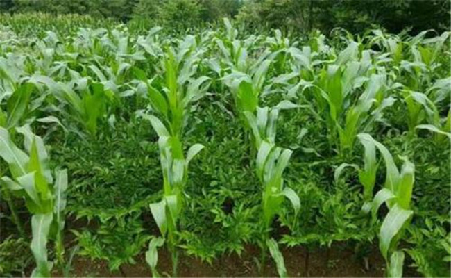 套種玉米的施肥原則、施肥方法與注意事項