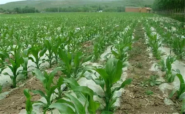 玉米旱作節水栽培方法