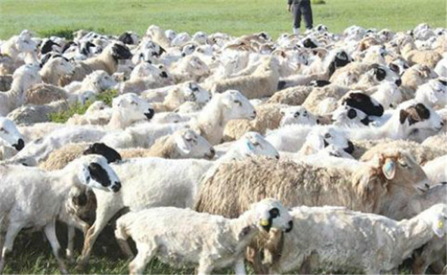 我國羊的品種區劃及育種方向
