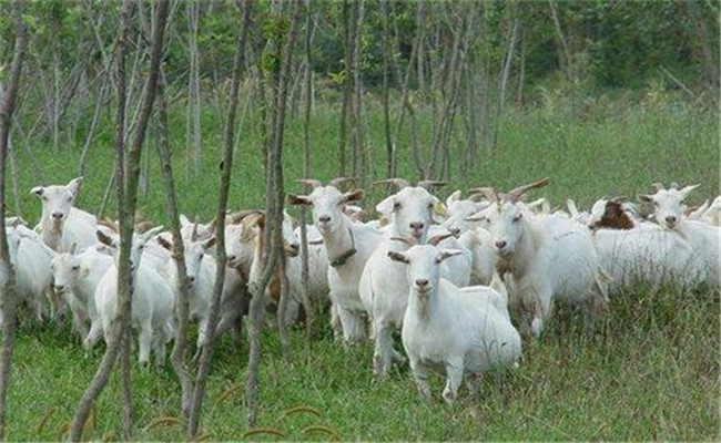 秋季養羊需要注意些什么問題