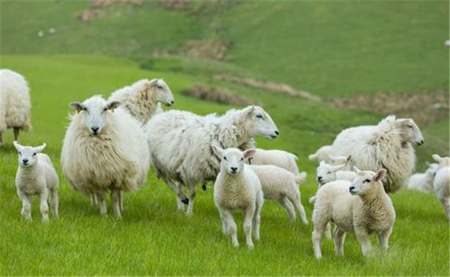 增加羊群適齡繁殖母羊比例