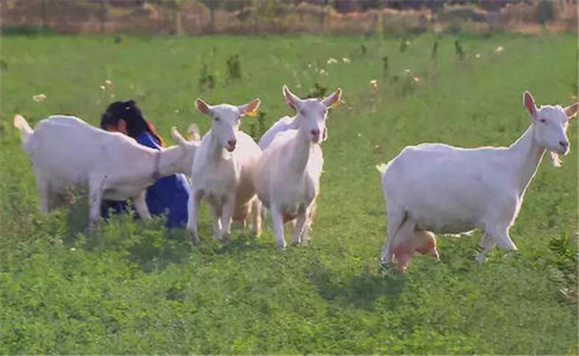 奶山羊高效益飼養技術之營養配給標準
