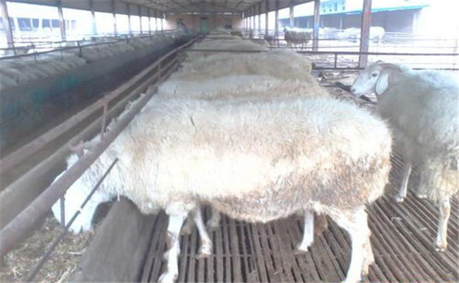如何提高產羔成活率 魯西小尾寒羊高效益飼養方
