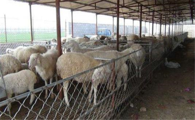 養殖雜交肉羊的優勢和效益在哪里