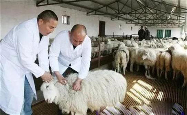 羊單衣原體性流產病的診斷與治療方法