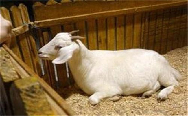 羊消化系統疾病防治技術要點