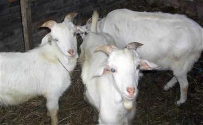 羊結核病的流行特點與防治技術要點