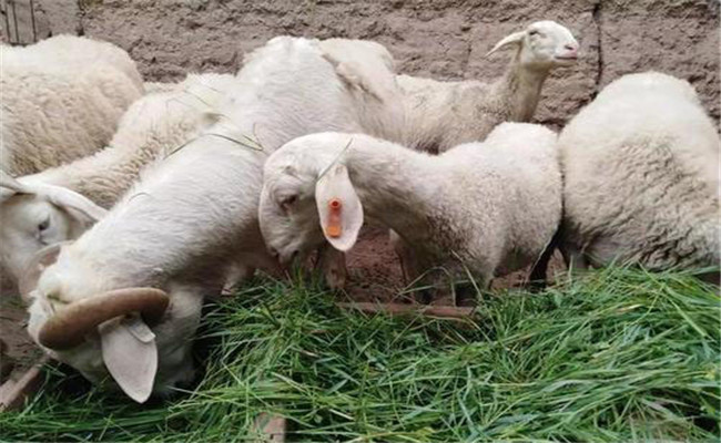 加強繁殖母羊飼養，減少羔羊死亡