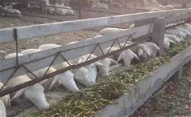 如何預防羊喂氨化飼草氨中毒
