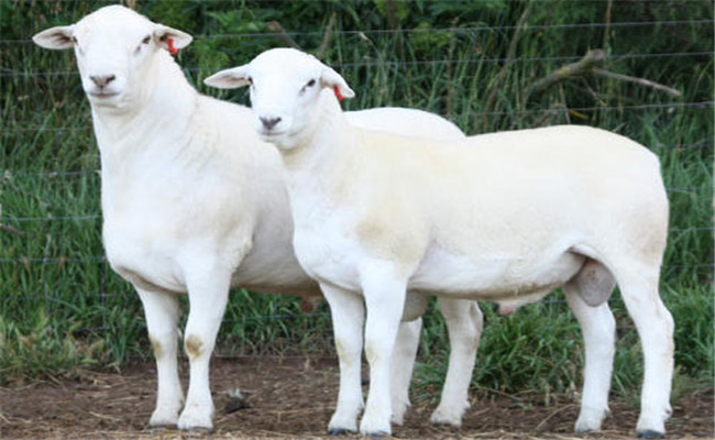 適合舍飼圈養的綿羊品種