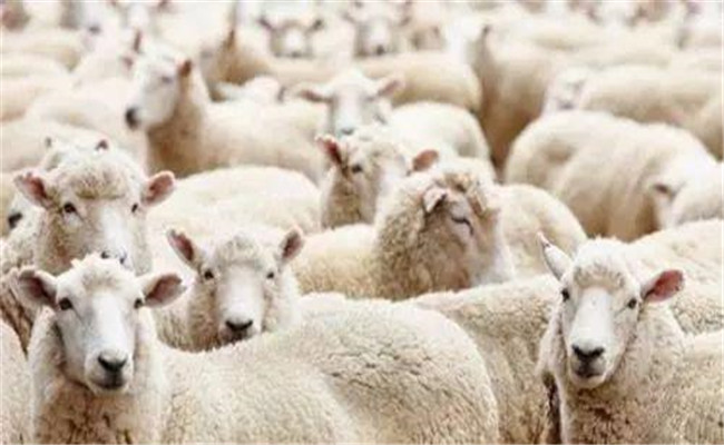羊尿結石病的病因是什么