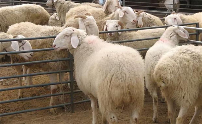 母羊流產的治療要點