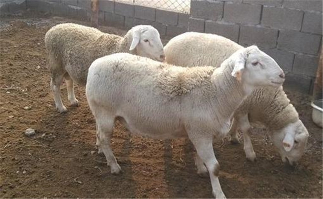 肉羊快速育肥在管理技術