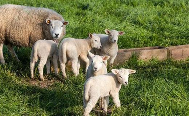 繁殖母羊飼養管理技術要點