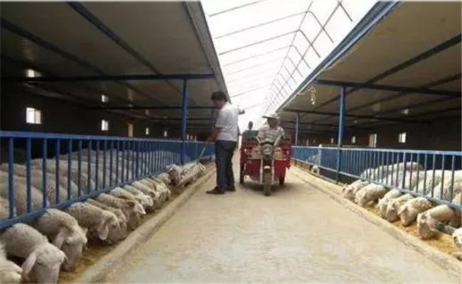 提高養羊效益的新技術、新方法