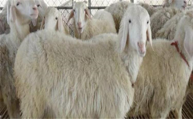 波爾山羊與本地羊的雜交羊如何飼養與育肥