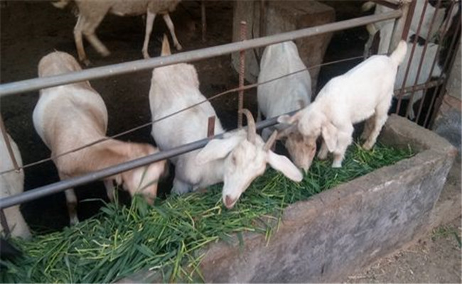 羔羊育肥前要做哪些準備 羔羊肥育綜合技術措施
