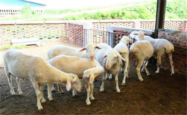 羊創傷性網胃炎的癥狀表現、預防與治療方法