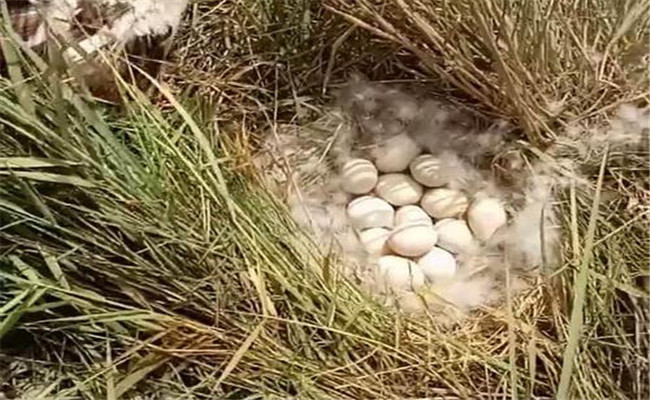 野鴨一次生多少個蛋