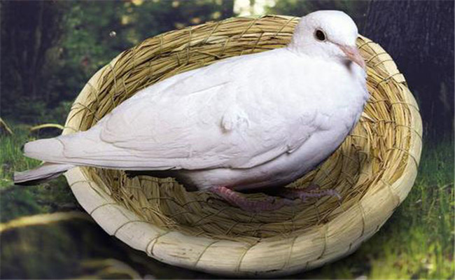 孵化鴿子的溫、濕度要求