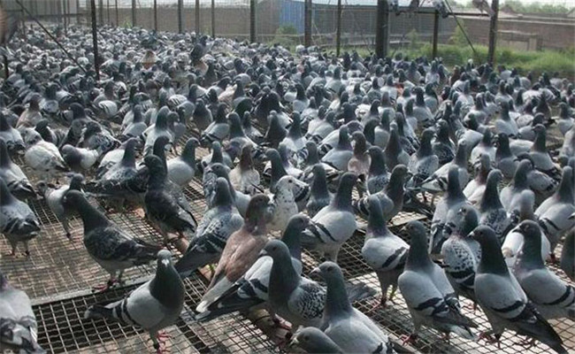鴿子養殖場建設的要求