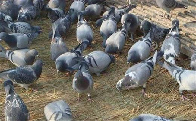 養殖鴿子要嚴格衛生管理
