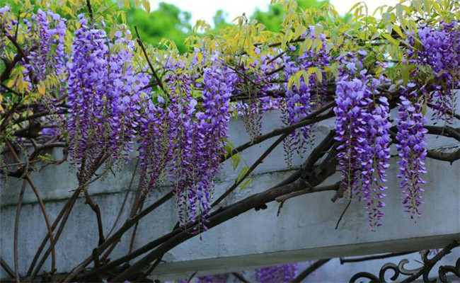 紫藤的生態習性與栽培管理要點