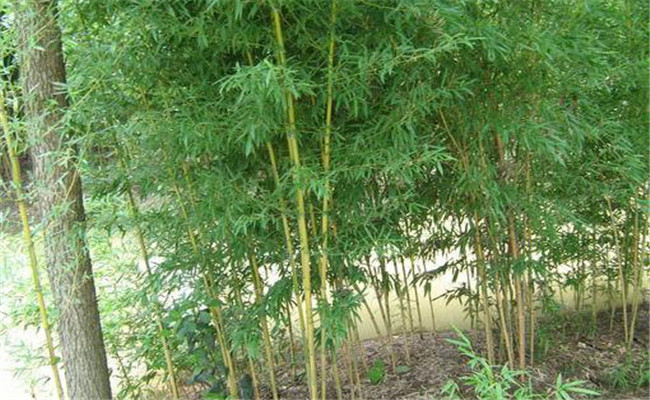 黃槽竹的變種、變型及品種有哪些
