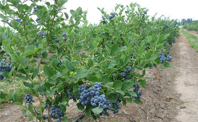 藍莓一畝地種植多少棵