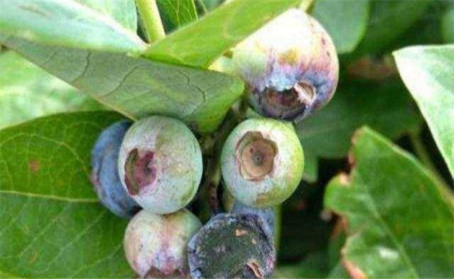 藍莓灰霉病的癥狀與防治