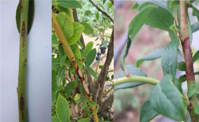 藍莓枝枯病的癥狀與防治