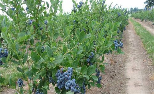 藍莓的種植技術要求