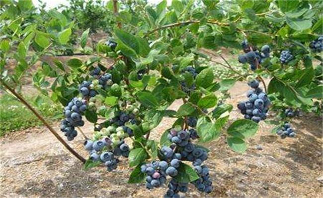 藍莓種植技術要點