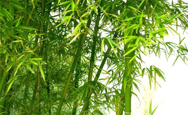 桂竹的生態習性及其變種、變型及品種