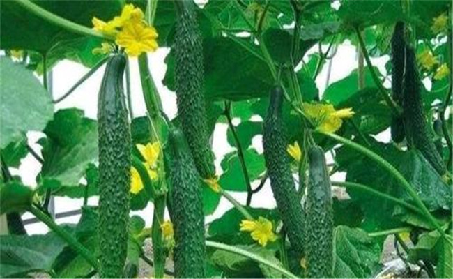 黃瓜生長周期有多長