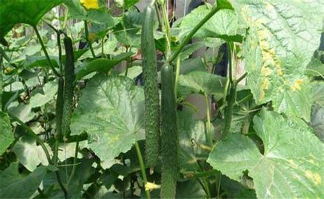 黃瓜種植和管理注意事項