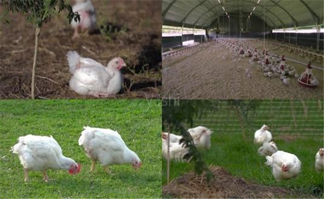 肉雞養殖場生產過程中的常見錯誤做法需要糾正